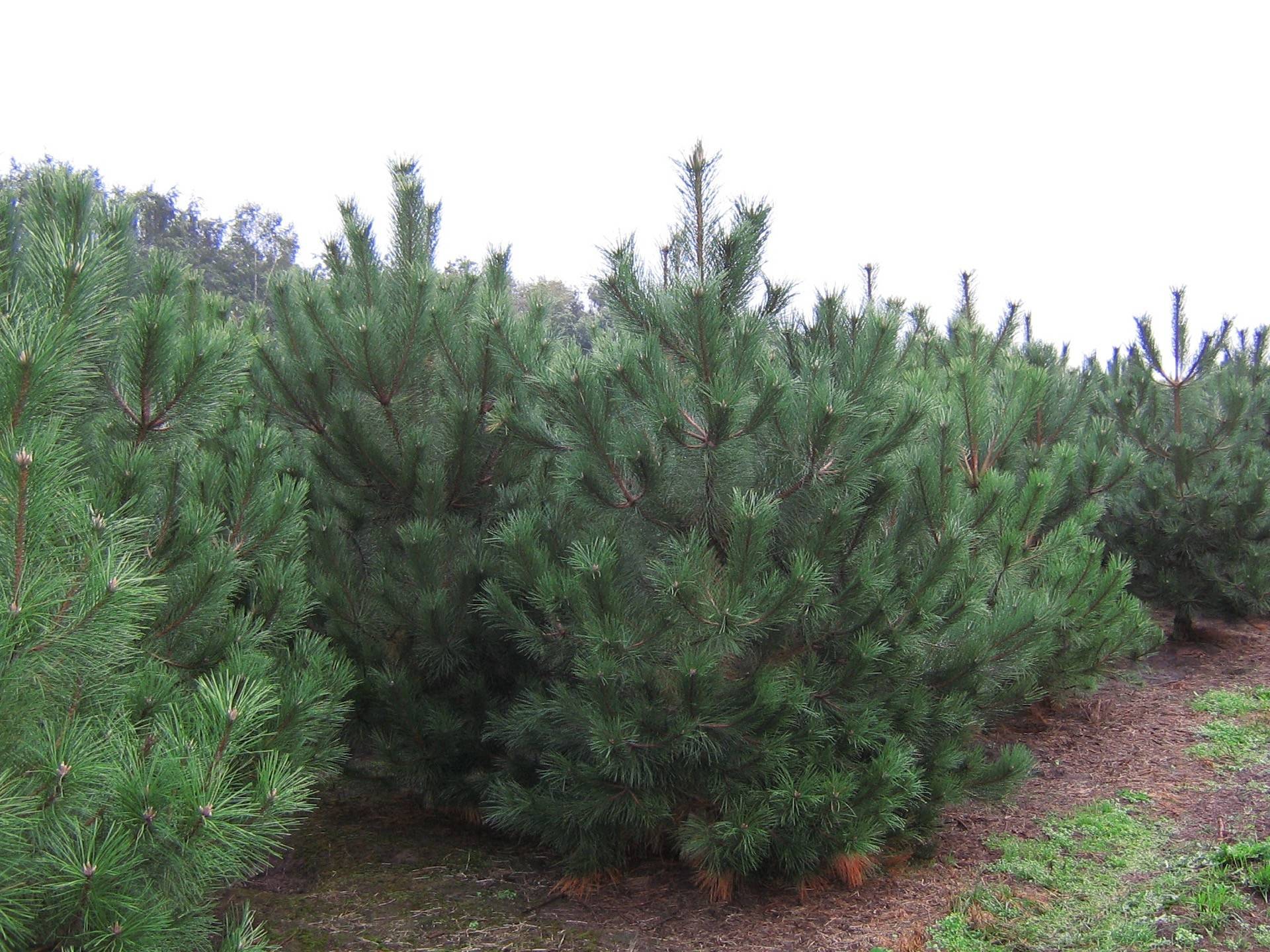 Pinus nigra nigra_15